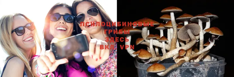 Псилоцибиновые грибы Psilocybe  даркнет наркотические препараты  Белёв 